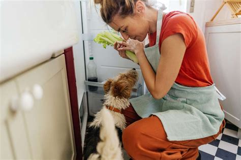 Pueden los perros comer apio Así es como tu cachorro puede disfrutar