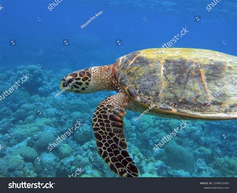 Swimming Hawksbill Sea Turtle Coral Reef Stock Photo 2194521407