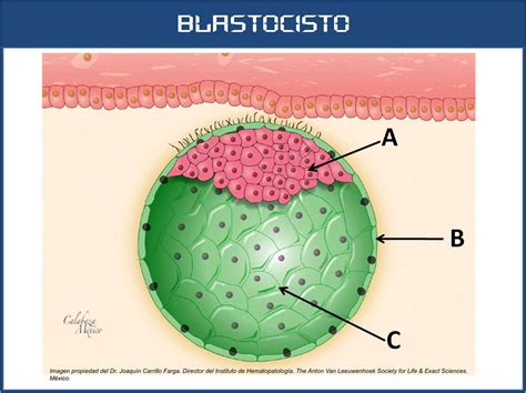 Sos Embriologia Humana Blastocisto