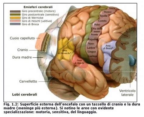 Didattica E Cervello Neuroscienze Il Lato Cognitivo Della Corteccia