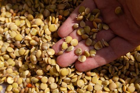 Hands Of Farmer Hand Holds Sprouted Lentils Stock Image Image Of