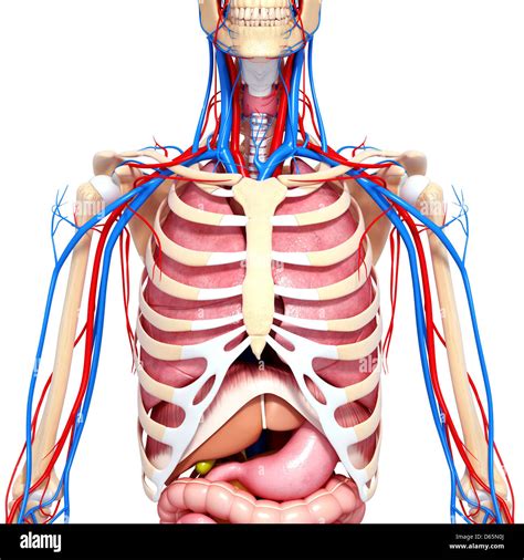 Oberk Rper Anatomie Artwork Stockfotografie Alamy