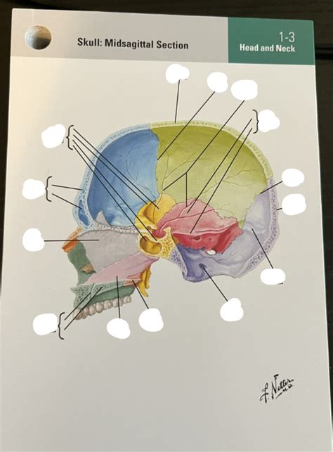 Bones Of Skull Midsagittal Section Diagram Quizlet