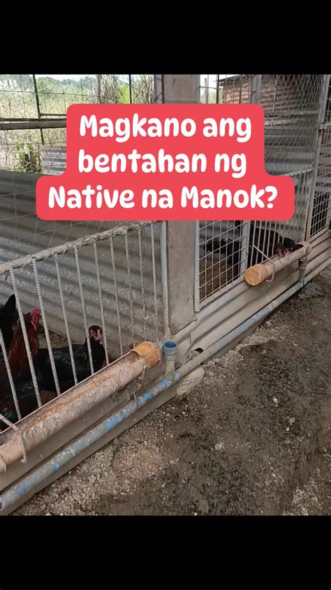 magkano ang bentahan ng native na manok kapag nagnenegosyo ka