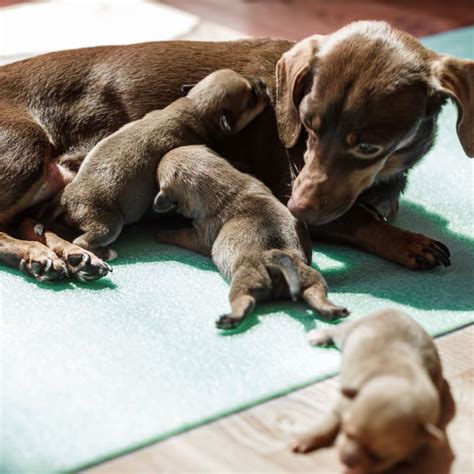 C Sections In Hoquiam Veterinary Surgery