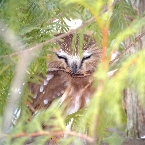 Finding a saw-whet owl by Drew Weber | Nemesis Bird