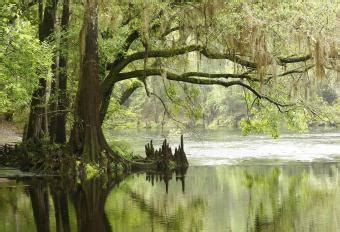 Majestic Cypress Trees A Guide To Cultivating Natural Elegance In Your