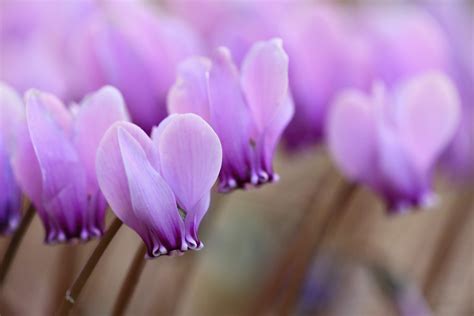 Hardy Cyclamen Close Up Of Hardy Cyclamen Blooming In The Mike