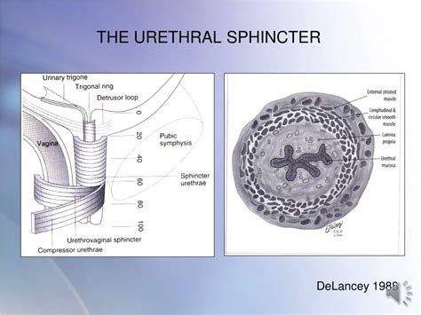Ppt The Pelvic Floor Anatomy Function And Clinical Integration