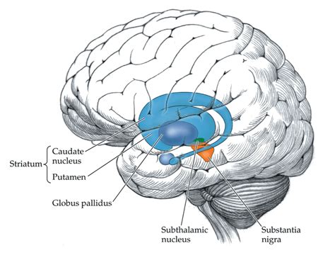 Sagittal Brain Basal Ganglia