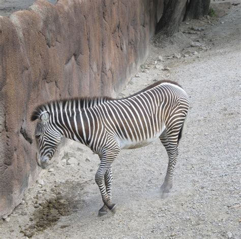 Zebră tânără Poza gratuite Public Domain Pictures