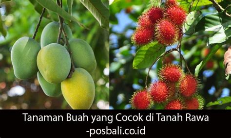 Tanaman Buah Yang Cocok Di Tanah Rawa