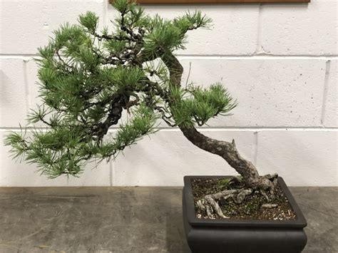 Initial Styling Two Pines John Hanby Bonsai