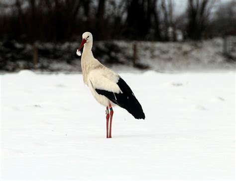 Cigognes Cigogne Blanche Oiseau Photo Gratuite Sur Pixabay Pixabay