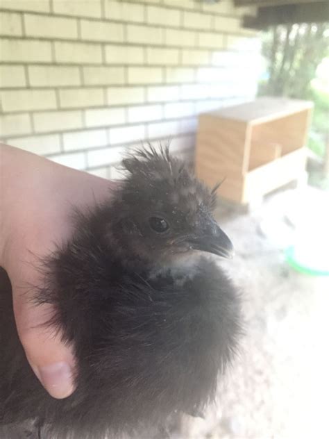 6 Week Old Silkie Chicks Have No Idea How To Sex Them BackYard