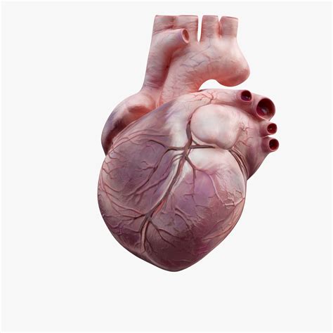 Human Heart 3d Animation Free Download ~ Human Heart Animation 3d Model