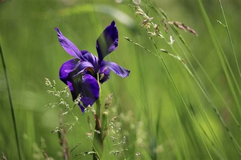 Iris Sword Lily Purple Flower Free Photo On Pixabay Pixabay