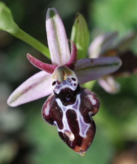 Flower Gallery Ophrys Dsc7356