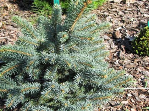 Świerk kłujący Kohout Picea pungens sadzonki w dobrej cenie