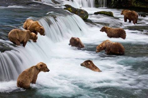 Bears of North America | Be Bear Aware Campaign