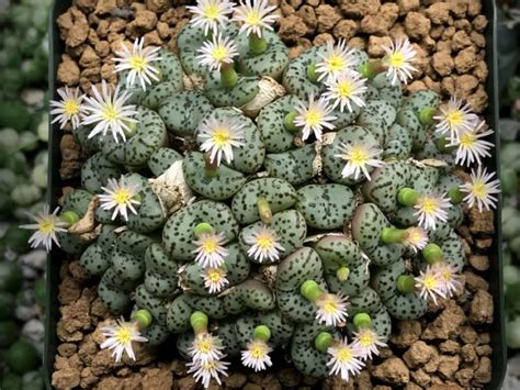 Conophytum Obcordellum Dumpling World Of Succulents