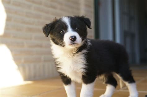 Perros Cachorros Border Collie - Guía sobre el cachorro de Border Collie: socialización, cuidados y ...