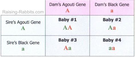 Rabbit Genetics Easy To Understand Basics Of Genetic Inheritance