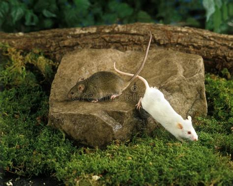 House Mouse And White Mouse Mus Musculus Adults Standing On Stone