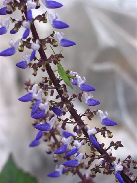 Plectranthus Scutellarioides Lamiaceae Image 25609 At PhytoImages Siu Edu