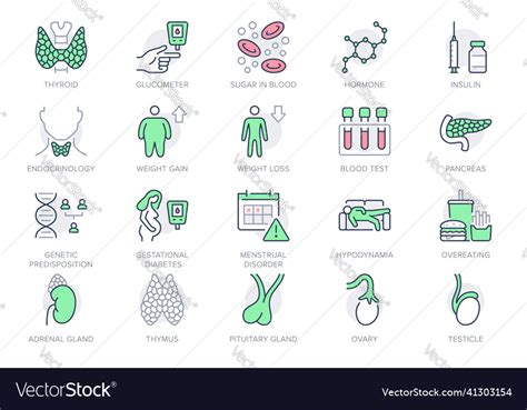 Endocrinology Line Icons Royalty Free Vector Image