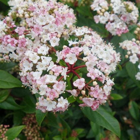 Evergreen Viburnum Shrubs Evergreen Shrub Viburnum Viburnum | Hot Sex ...