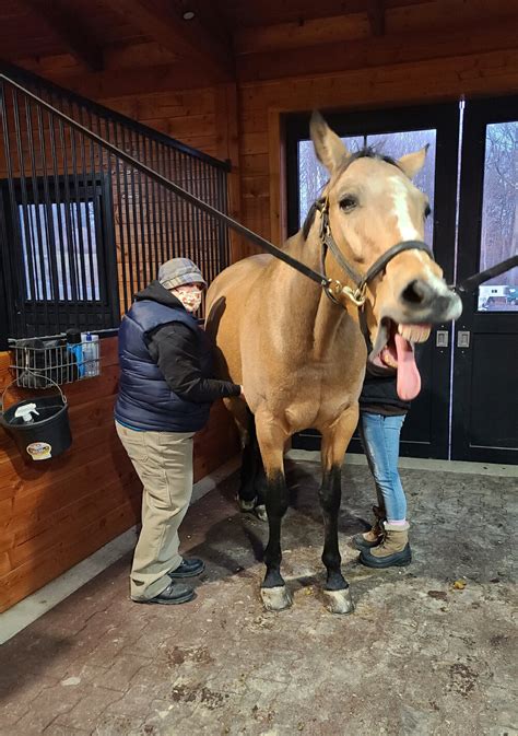 Myofascial Release — Myofascial Release For Horses And Humans