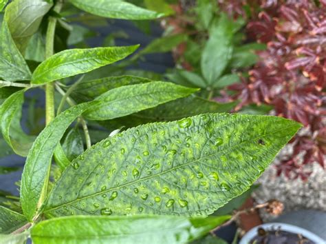 Buddleia Problems — Bbc Gardeners World Magazine