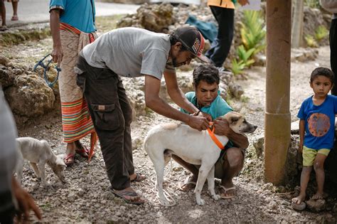 Rabies Diagnosis What Samples Dog 3