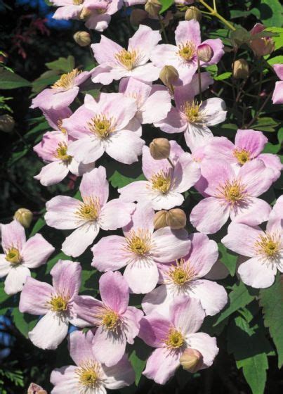 Clematis Montana Rubens C Cm