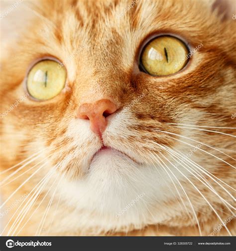 Funny Ginger Cat`s Surprised Face Close Up — Stock Photo © Dariazu