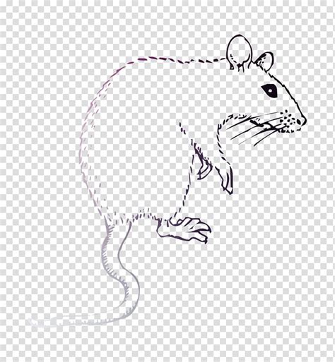 Kangaroo Rat Drawing Hare Whiskers Computer Mouse Line Art