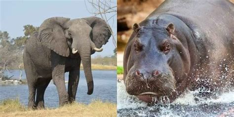 Elephant vs Hippo: Compared in Detail! • Support Wild