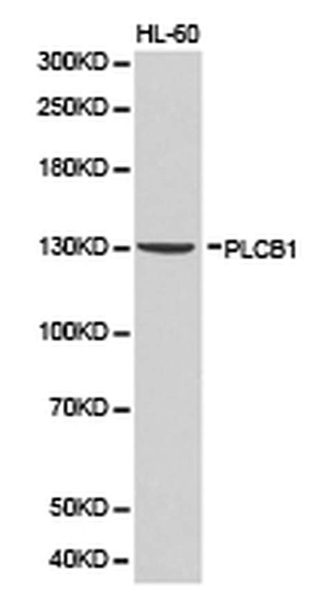 Plcb1 Polyclonal Antibody Pa5 76089