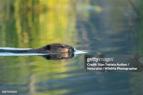 87 Beaver Building Dam Stock Photos, High-Res Pictures, and Images ...