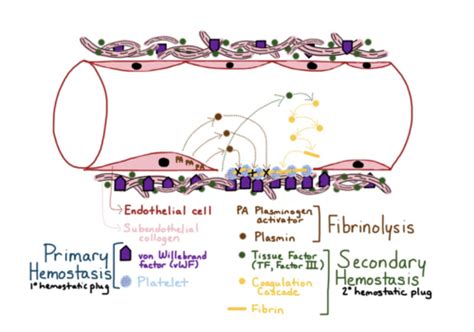 CP 12 Anticoagulation And Fibrinolysis Flashcards Quizlet