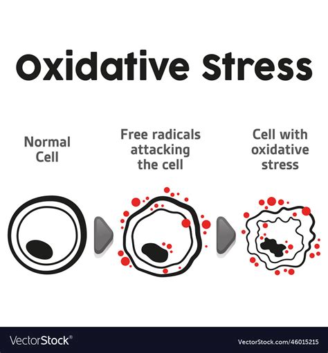 Cell Anatomy Undergoing Oxidative Stress Biology Vector Image