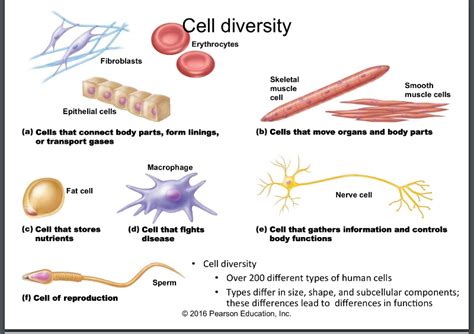 3 types of bacteria shapes