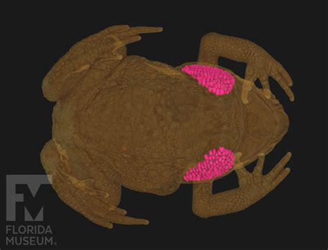 Cane Toad Parotoid Glands Digital Imaging Division