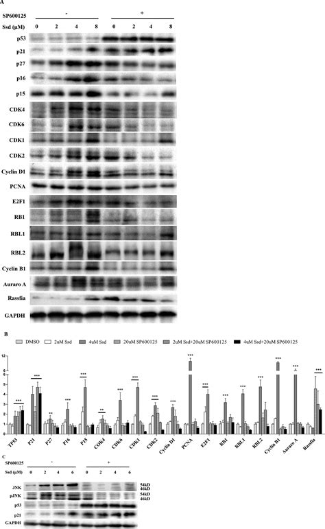 Synergetic And Antagonistic Molecular Effects Mediated By The Feedback