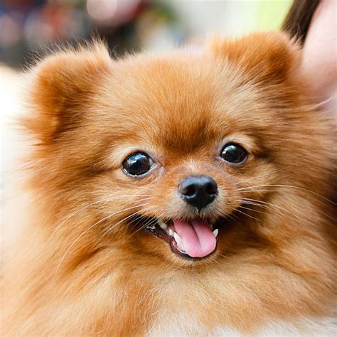 Pomeranian Teeth Stock Photos, Pictures & Royalty-Free Images - iStock