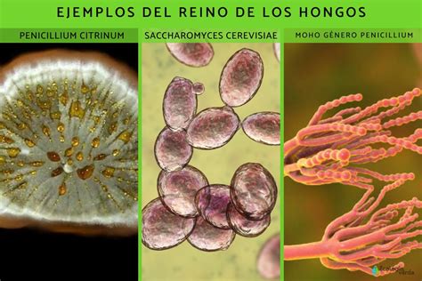 Reino Fungi qué es características clasificación y ejemplos Resumen