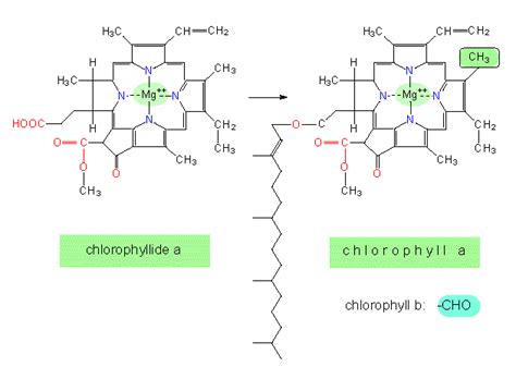 Botany Online Basic Metabolism Biosyntheses Porphyrins