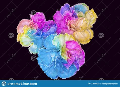 Rainbow colored Carnations stock image. Image of love - 177559627