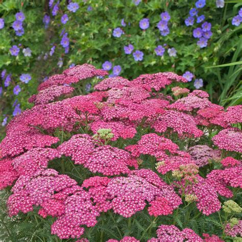 Achillea Millefolium Saucy Seduction Yarrow SiteOne